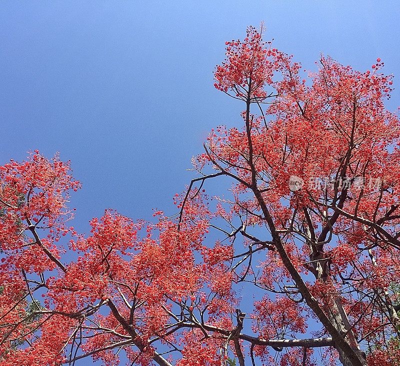 鲜艳的红花树对蓝天