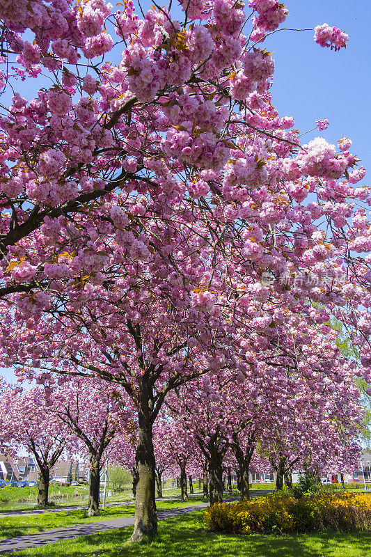 日本樱桃树上的樱花