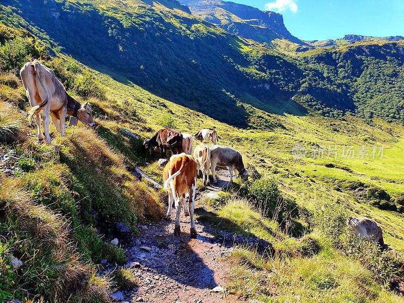瑞士阿尔卑斯山的奶牛
