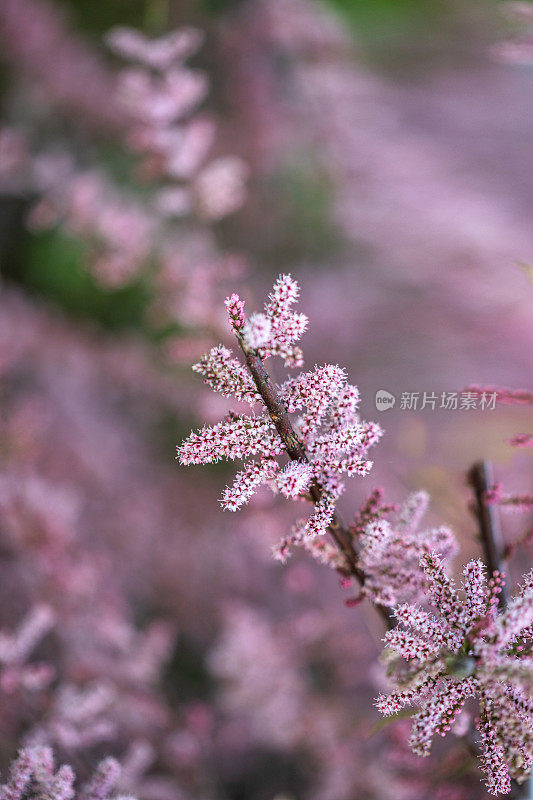 红柳开花了