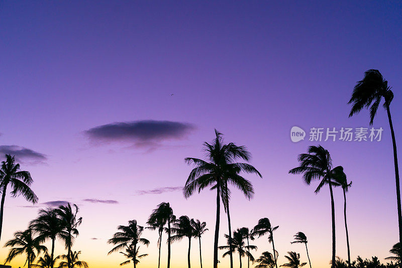 夏威夷棕榈树日落充满活力的彩色背景