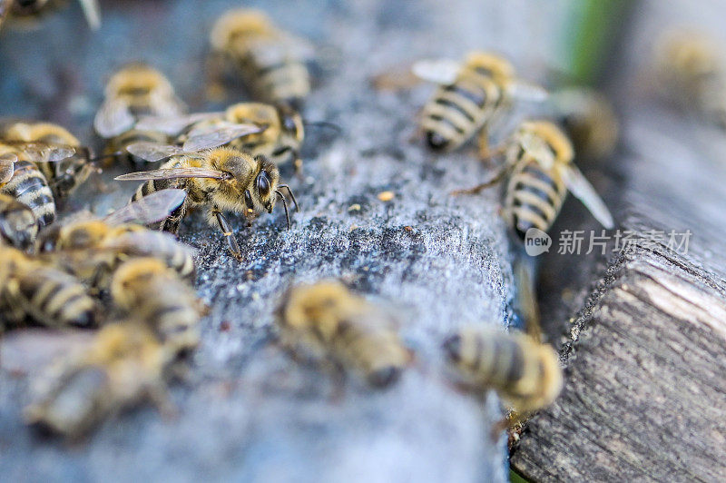 蜜蜂在蜂巢周围飞舞——近距离观察