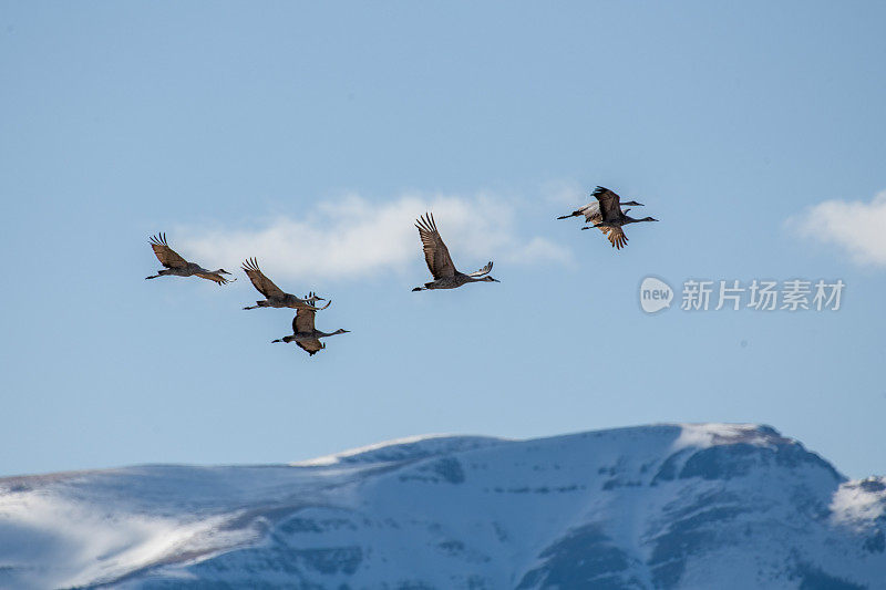 一群沙丘鹤飞到野生动物保护区