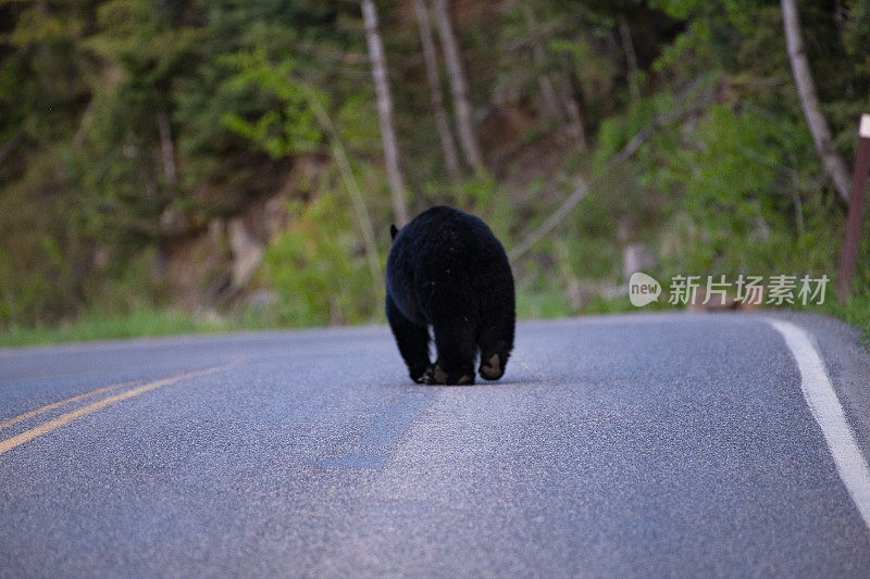 黑熊妈妈(母猪)带着幼崽在公路上