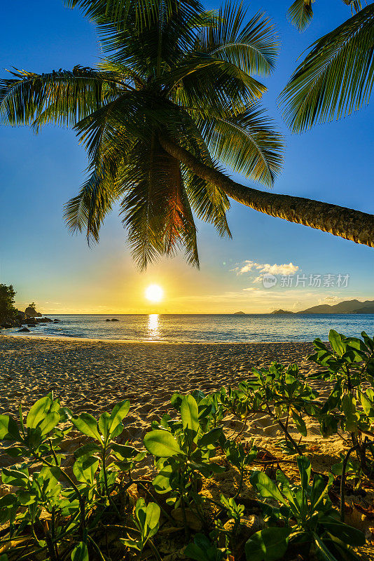 美丽浪漫的日落与棕榈天堂，塞舌尔海滩