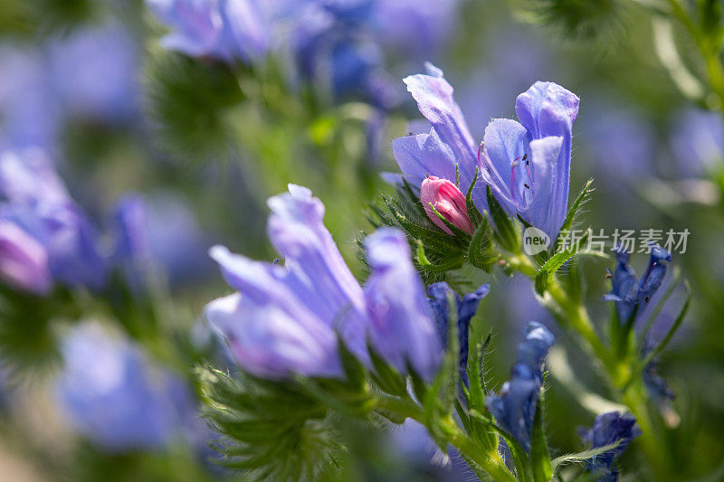 紫花植物野外特写