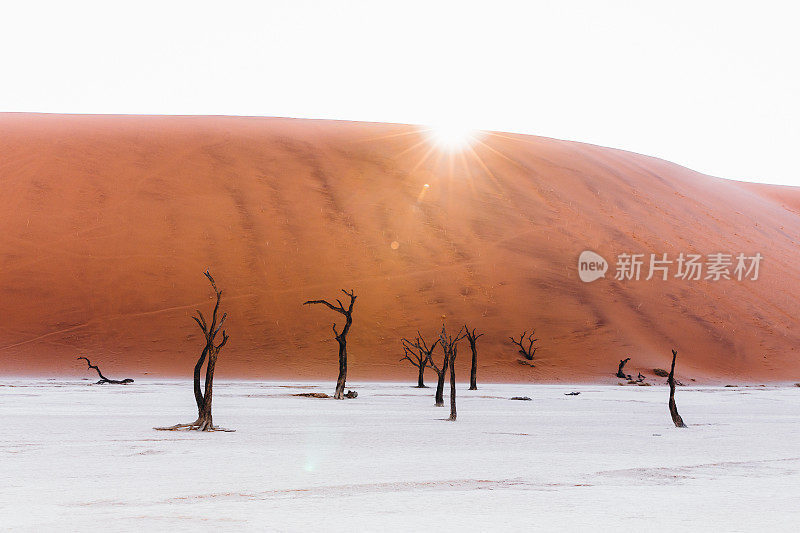 纳米比亚日出时，干涸的Deadvlei湖树谷的壮观景象