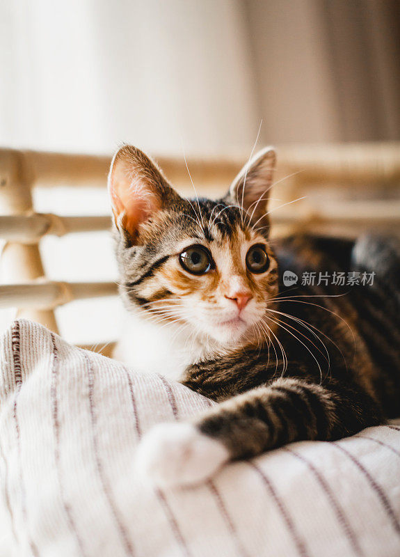 美丽的虎斑猫肖像