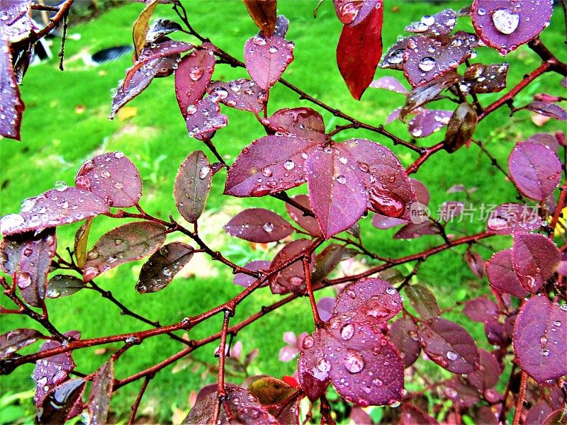 日本。7月。下雨的季节。