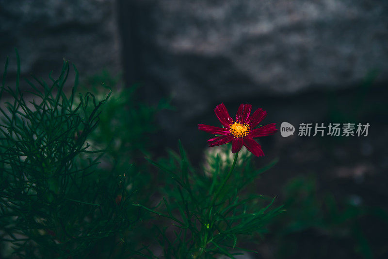 春天花园的花。自然公园景观。绿叶植物背景。-股票图片