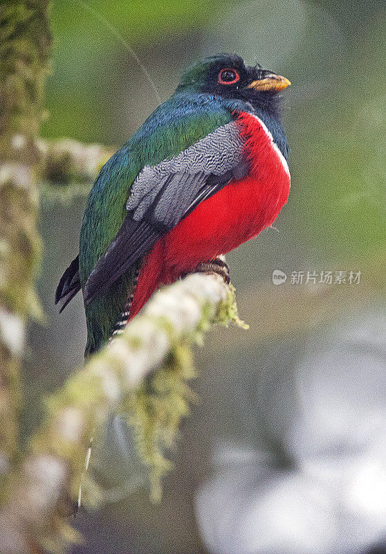 南美洲厄瓜多尔亚马逊河上，五颜六色的领角龙栖息在树枝上。