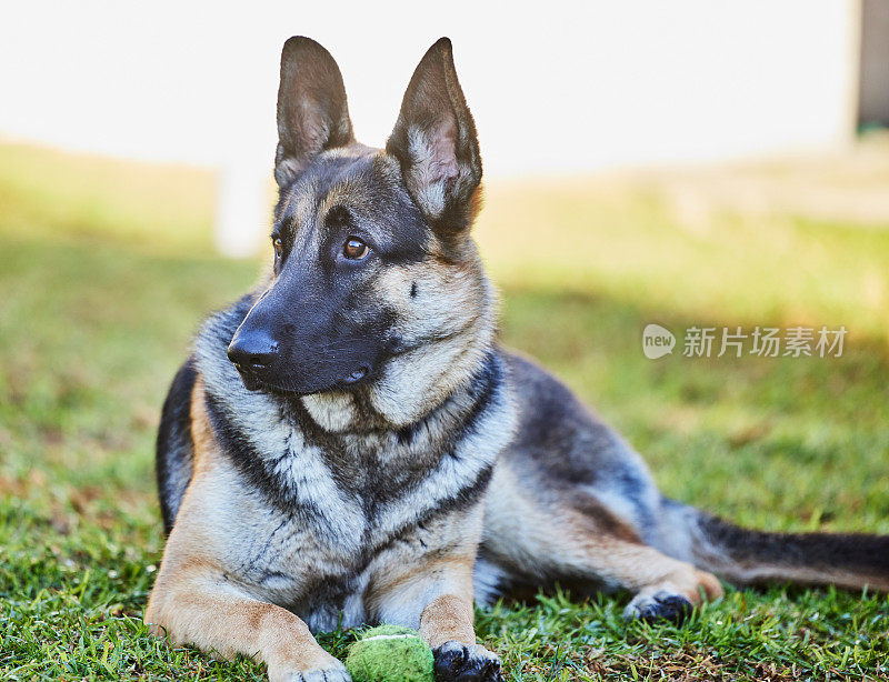 在家里，一只可爱的德国牧羊犬躺在外面的草地上