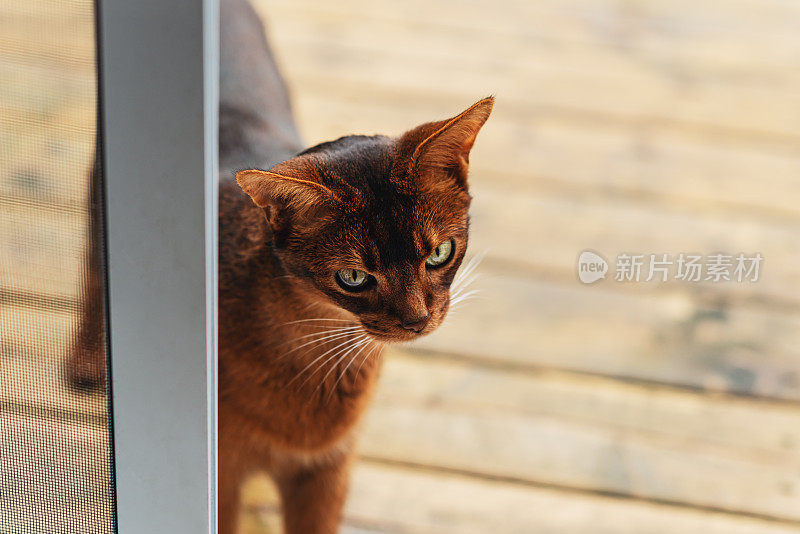 阿比西尼亚猫