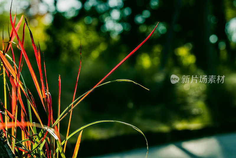 春天的草地。自然背景。花和植物。