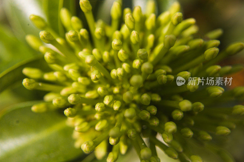 含苞待放的花，新鲜，花，艾哈迈达巴德，瓜吉拉特，印度