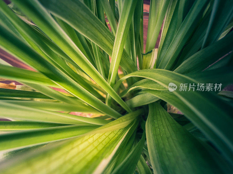 一个温室植物的微距镜头。