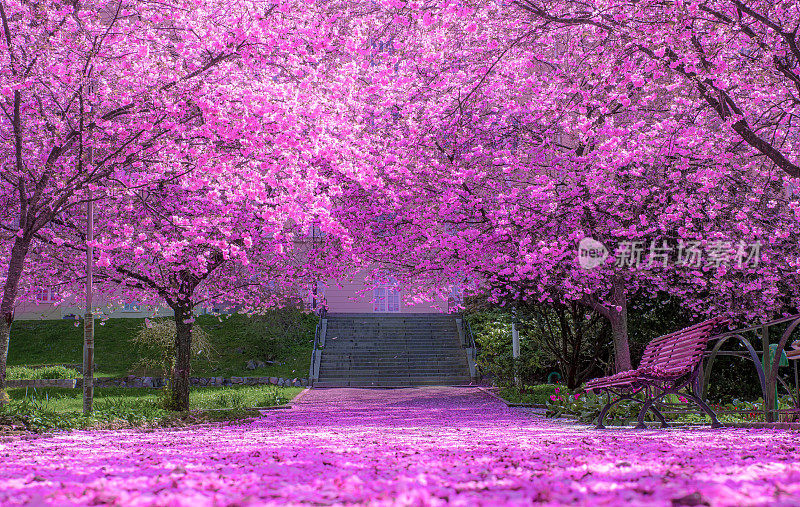 樱花树花宁静