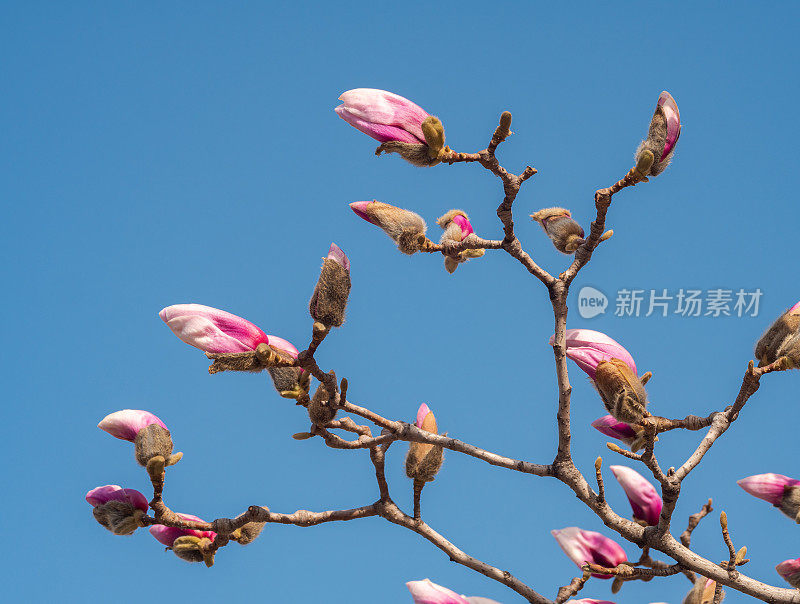 春兰花蕾