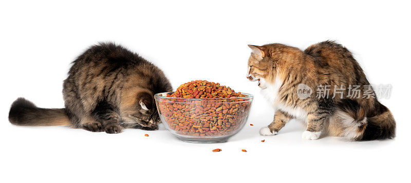 两只猫在吃碗里的食物。