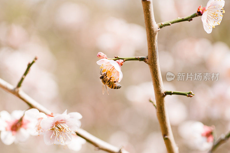 梅花上的蜜蜂