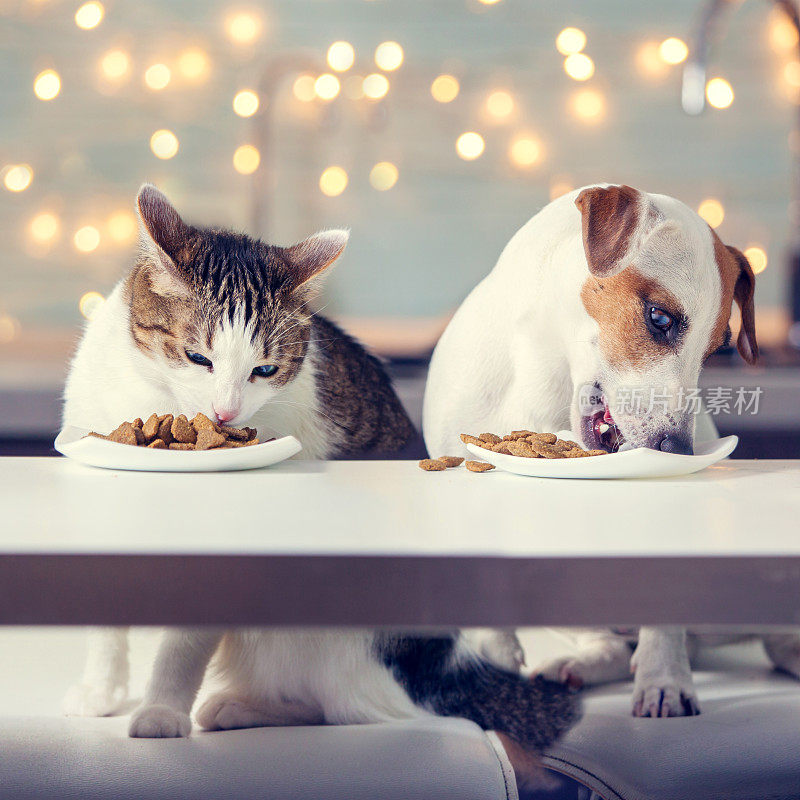 狗和猫吃食物