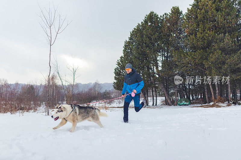 年轻人和西伯利亚哈士奇在雪地里嬉戏奔跑