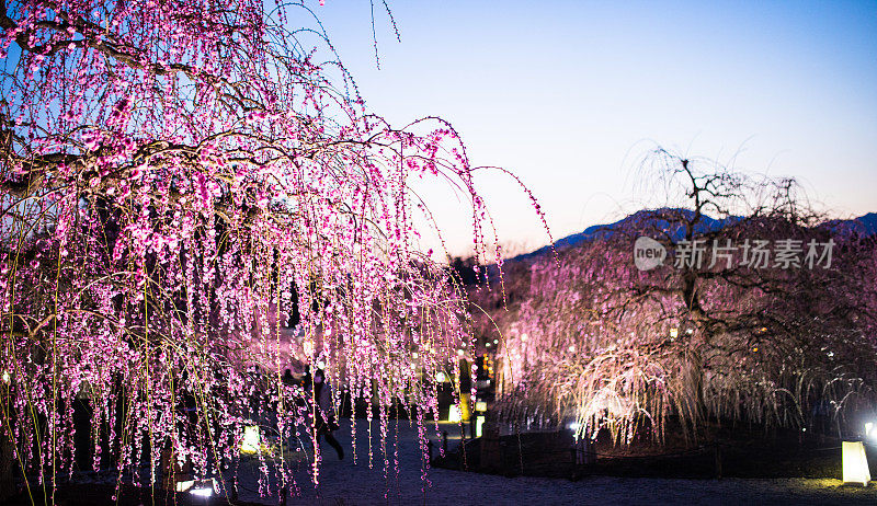 日本的梅花树和花朵在夜间被照亮