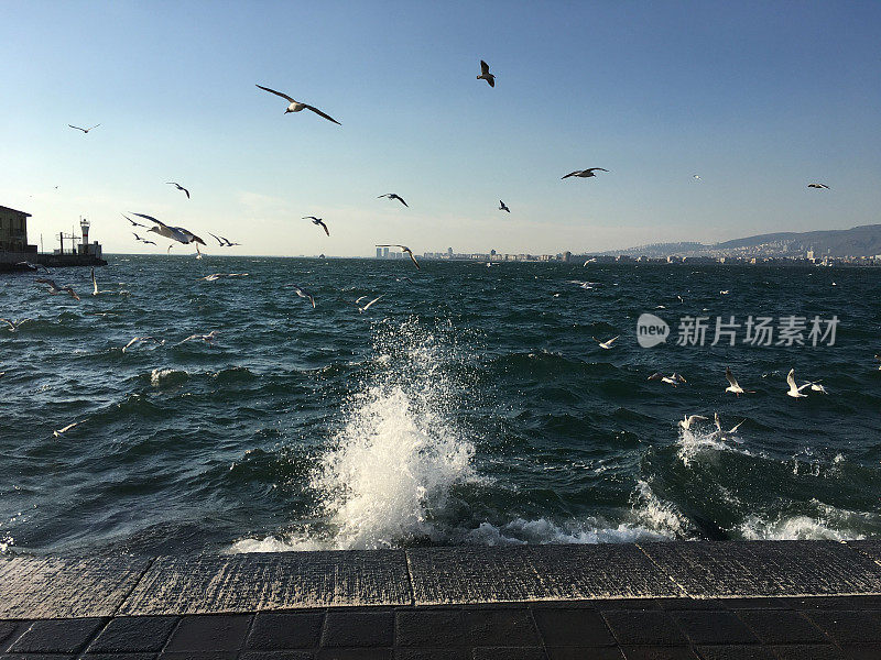 海鸥在海上飞翔