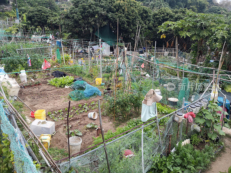 香港大屿山泥树湾村蔬菜园