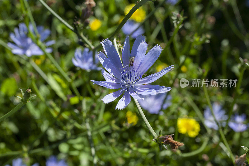 夏日草地上的菊苣花。