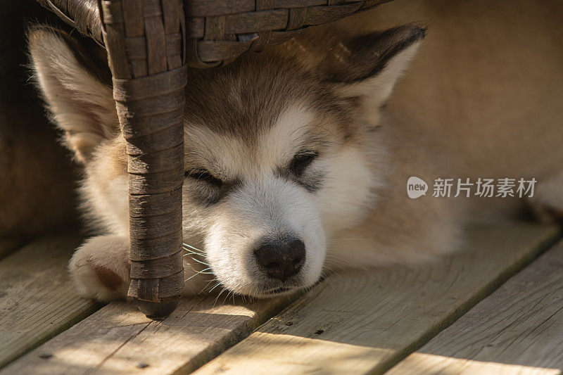 阿拉斯加雪橇犬小狗