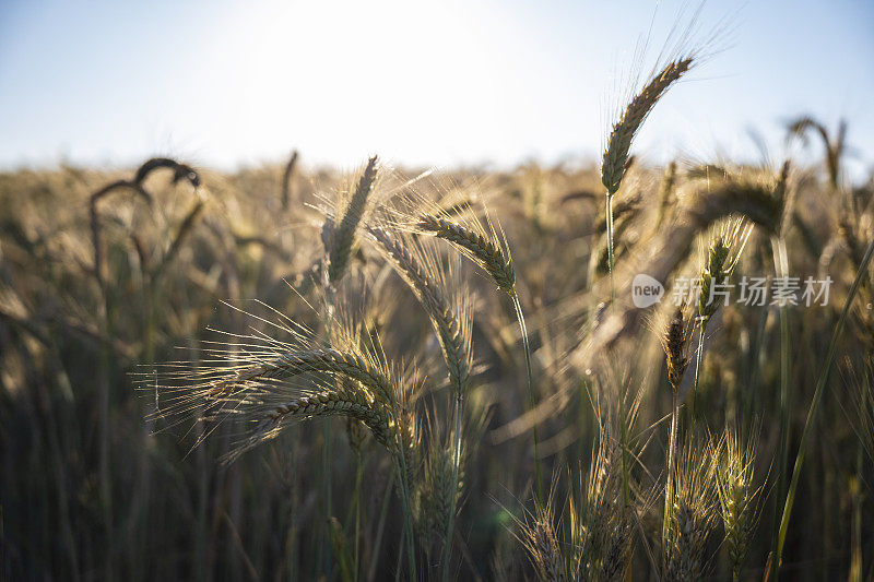成熟的麦田在夕阳的黄金时刻。