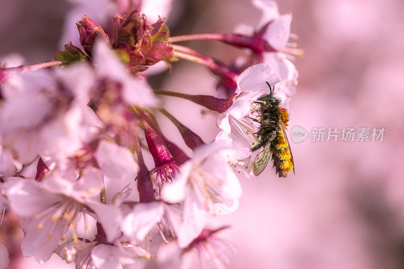 与蜜蜂一起绽放的樱花