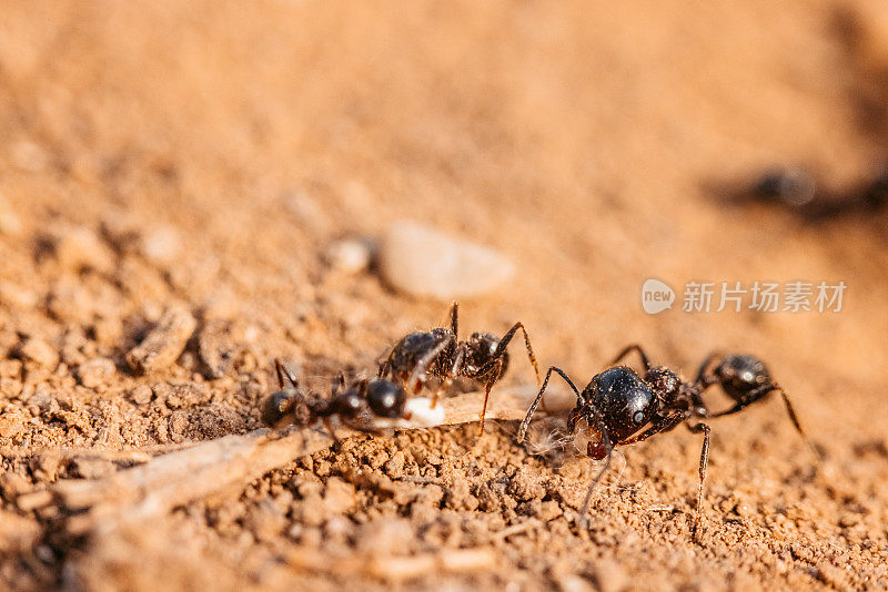 蚂蚁在泥土地面近距离拍摄