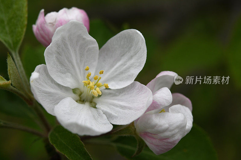 苹果树开花