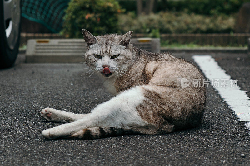 酷猫脸