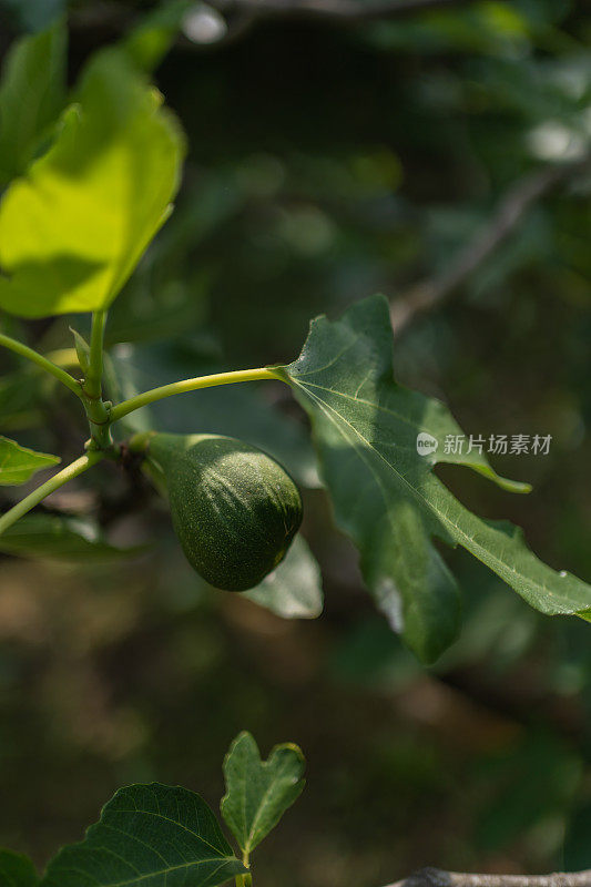 无花果长在树枝上的特写