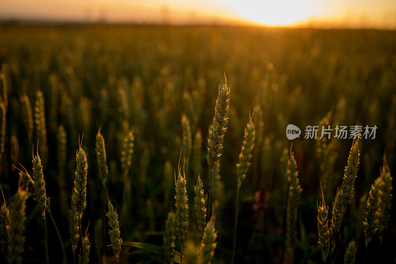 日落时生长在田野上的小麦小穗。带绿叶的小穗夏天晚上成熟的农田。柔和的阳光照在新鲜的谷物叶子上。农业的概念。