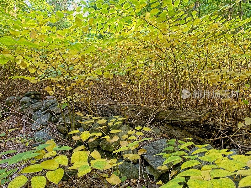 汉密尔顿的葡萄园山保护区是马萨诸塞州东北部一个风景特别优美的林地