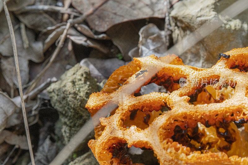 贝尔加附近巴塞罗那森林里的克拉特鲁斯橡胶蘑菇