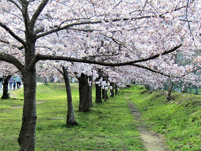 日本。3月底。樱花树公园盛开。