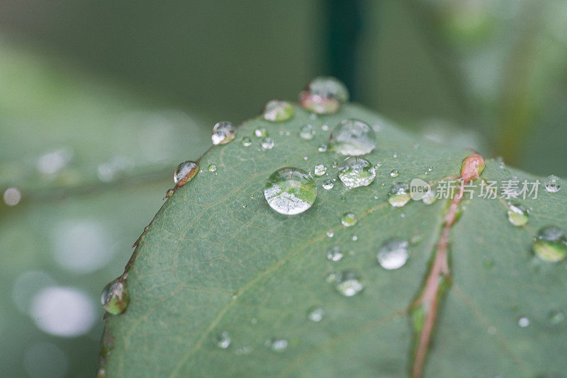 玫瑰的叶子上有雨滴