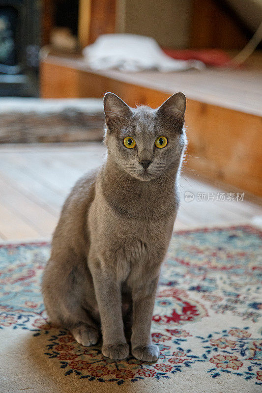 灰色短毛猫坐在家里的地毯上盯着相机