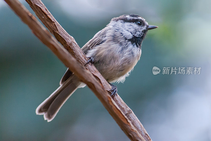 山雀栖息在树枝上