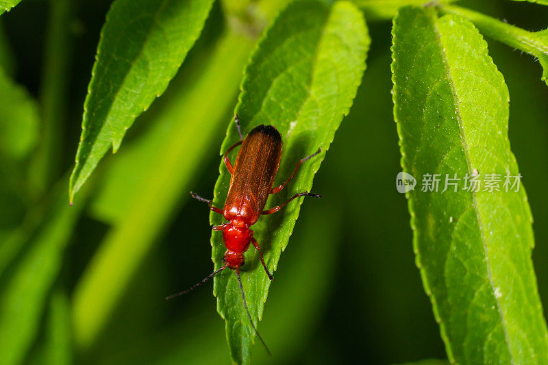 在一片草叶上，常见的红色士兵甲虫。微距拍摄，美丽的模糊背景