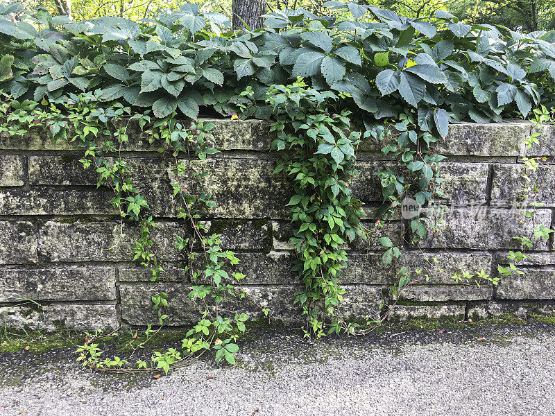 玉簪属草本植物和藤蔓