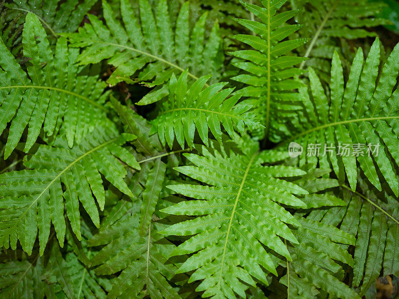 蕨类植物叶子背景