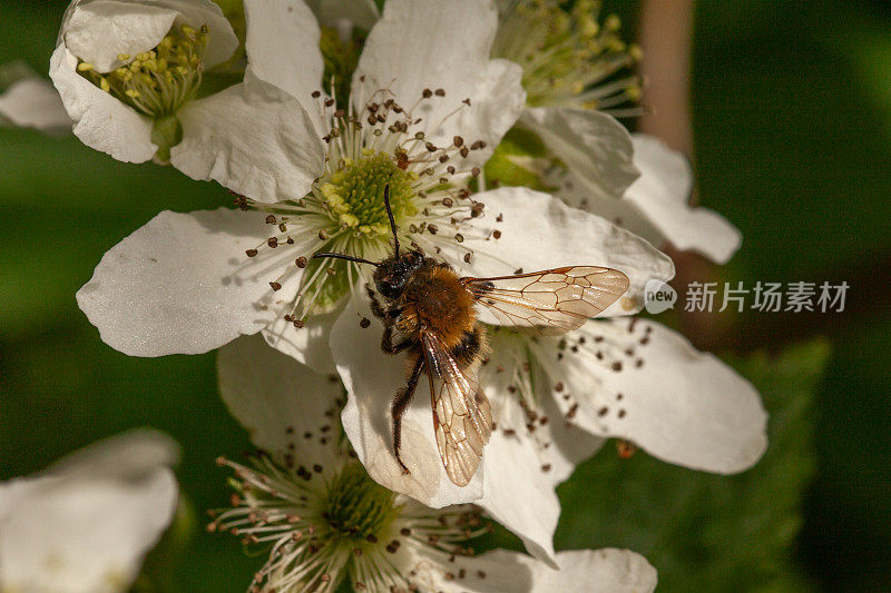 密尔瓦基蜜蜂，膜翅目，沙蜂，蜜基蜜蜂科