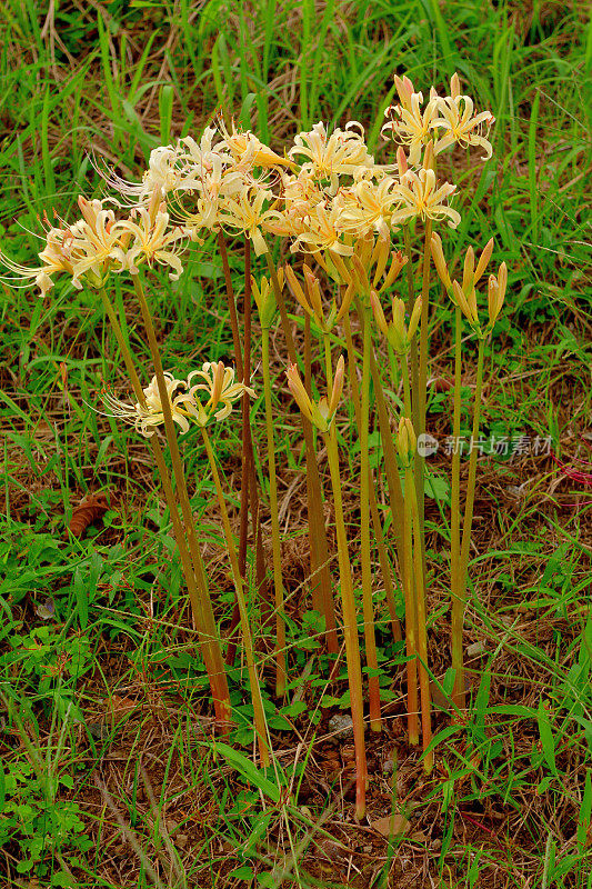 蜘蛛百合花，拍摄于埼玉县金轮田