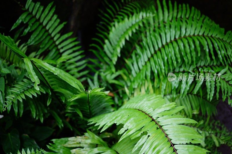 花园里美丽的蕨类植物叶子